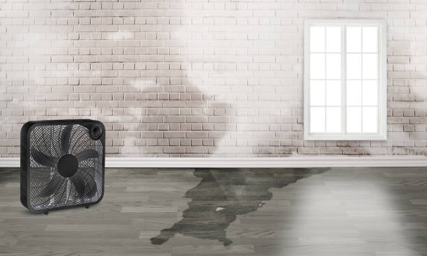 Best Flood restoration services  in Noel, MO