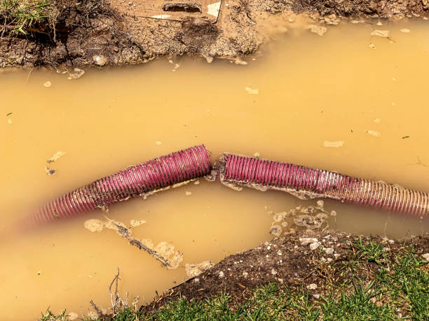 Best Water damage restoration mold remediation  in Noel, MO